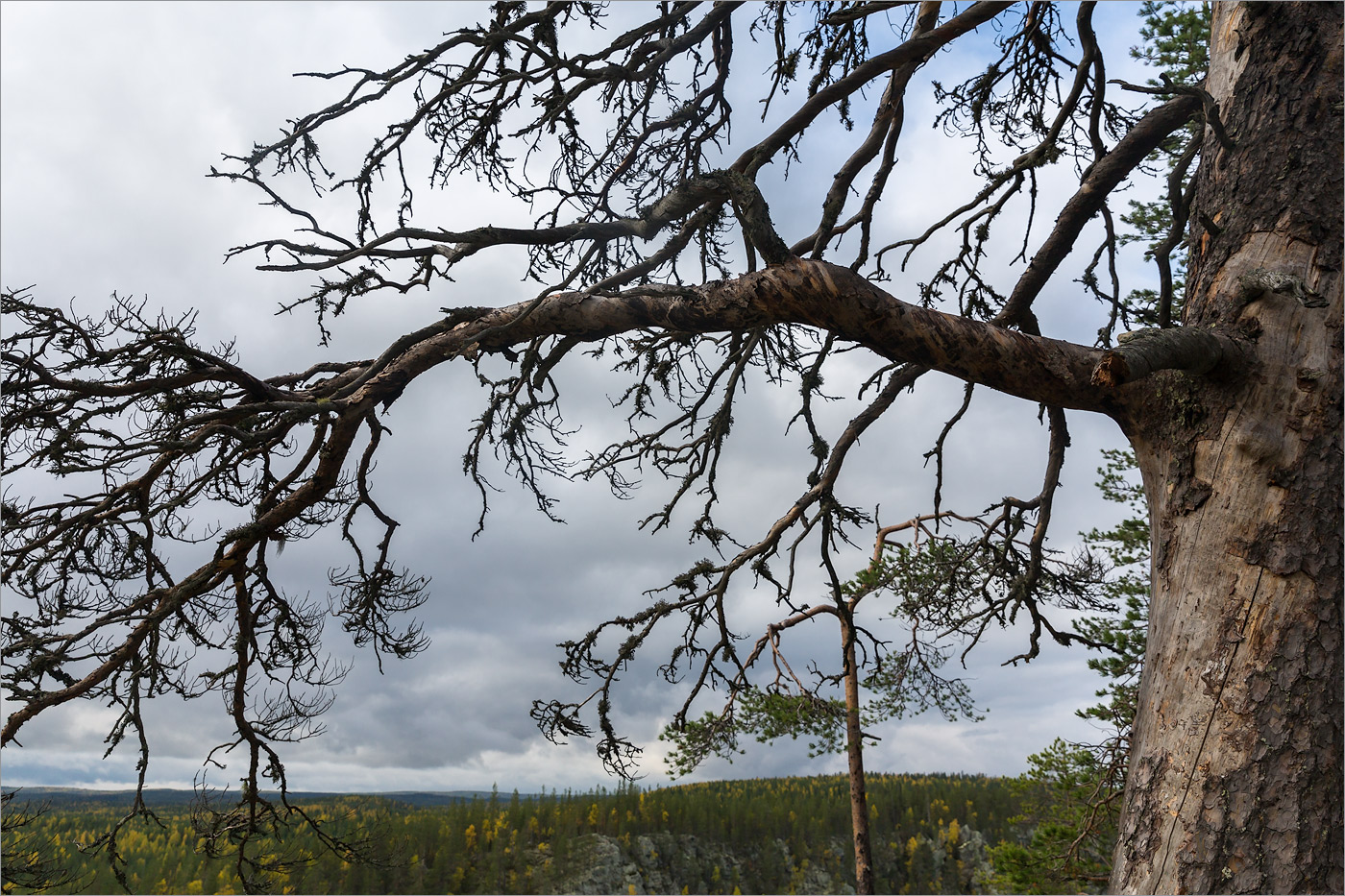 Изображение особи Pinus sylvestris.