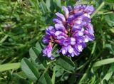 Vicia amoena. Соцветие и часть листа. Хабаровский край, пгт Ванино, южная окраина, между дорогой и бухтой. 19.07.2019.