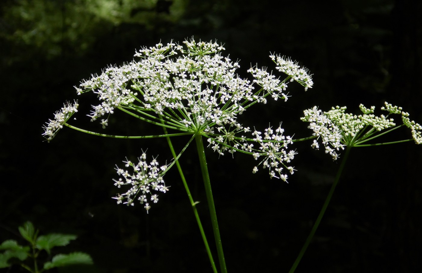 Image of Aegopodium podagraria specimen.