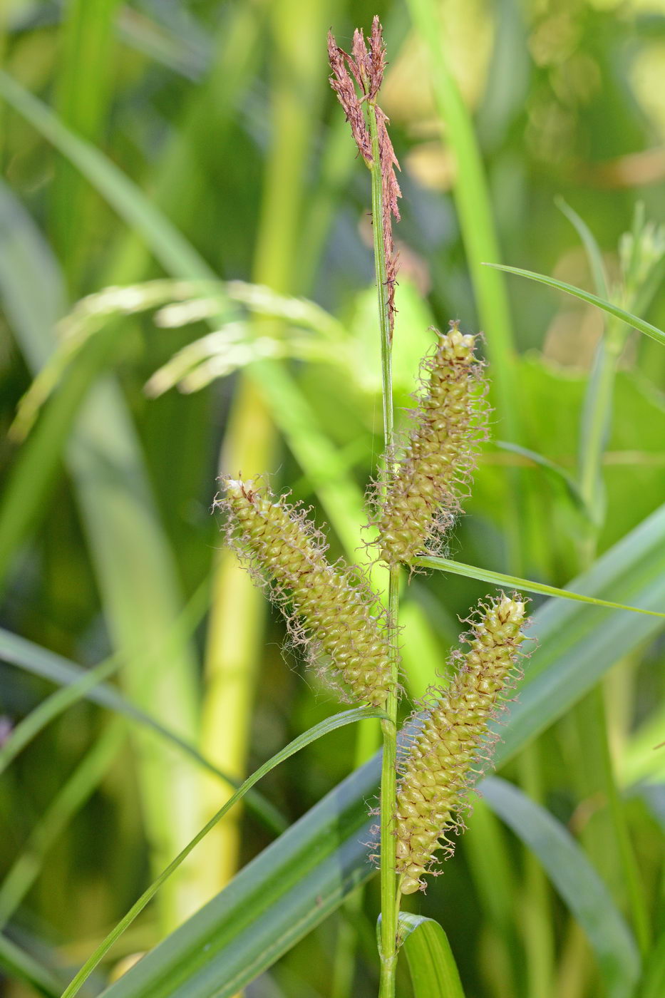 Изображение особи Carex rhynchophysa.