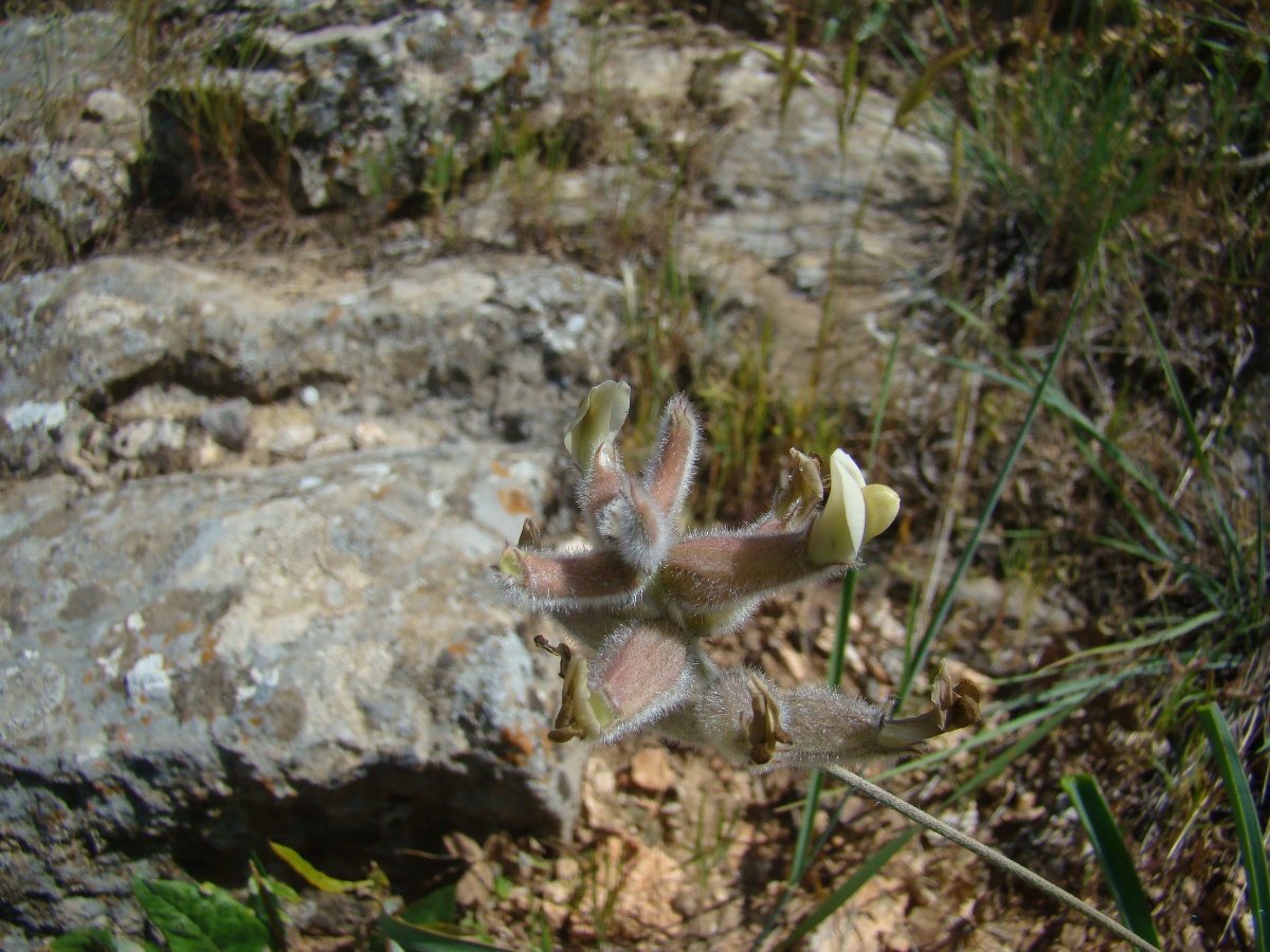 Изображение особи Astragalus semideserti.