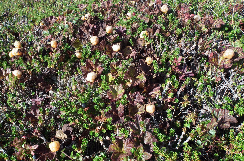 Изображение особи Rubus chamaemorus.