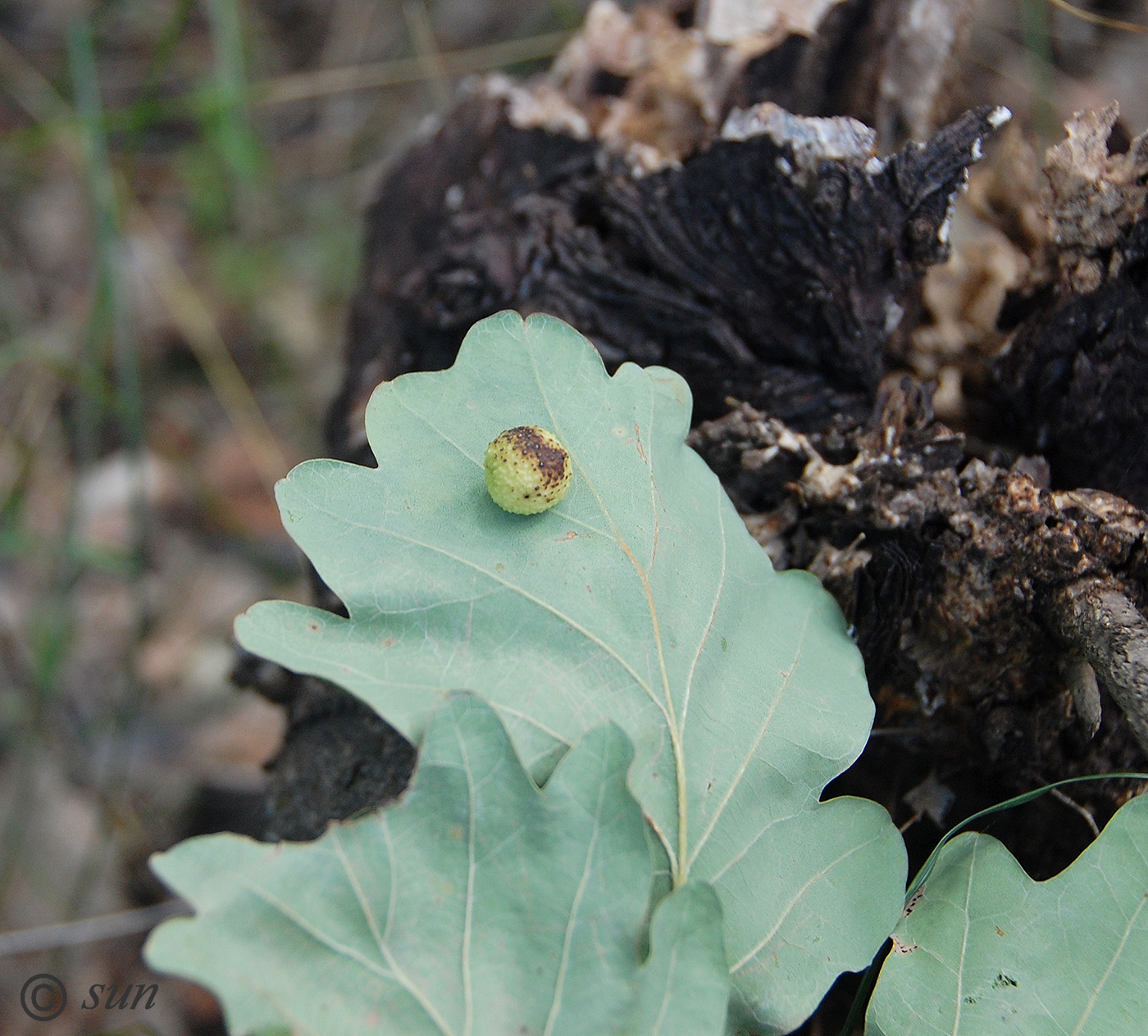Image of Quercus robur specimen.