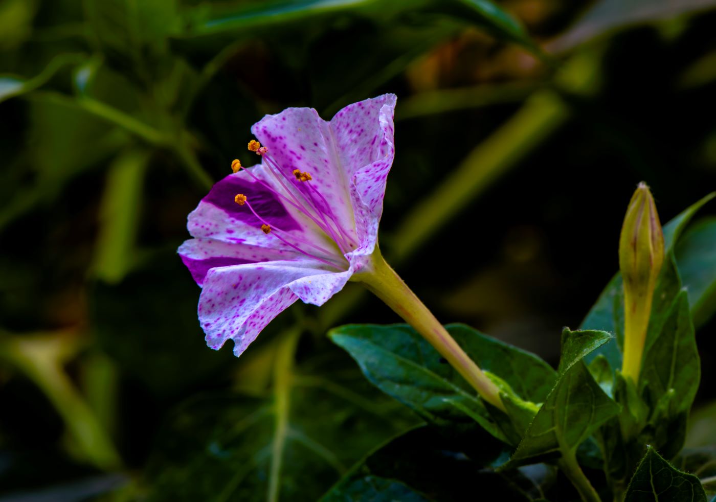 Изображение особи Mirabilis jalapa.