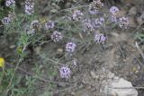 Ziziphora clinopodioides. Побеги с соцветиями. Республика Алтай, Усть-Коксинский р-н, урочище Перевал Громотуха, каменистый склон. 27.07.2020.