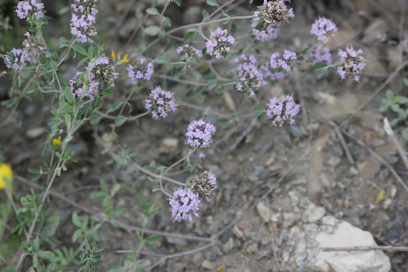 Image of Ziziphora clinopodioides specimen.