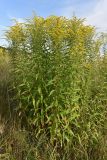 Solidago canadensis. Цветущие растения. Тульская обл, Узловский р-н, окр. пос. Дубовка, суходольный луг. 19 августа 2020 г.