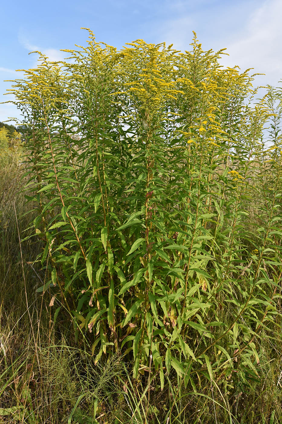 Изображение особи Solidago canadensis.