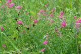 Lathyrus tuberosus