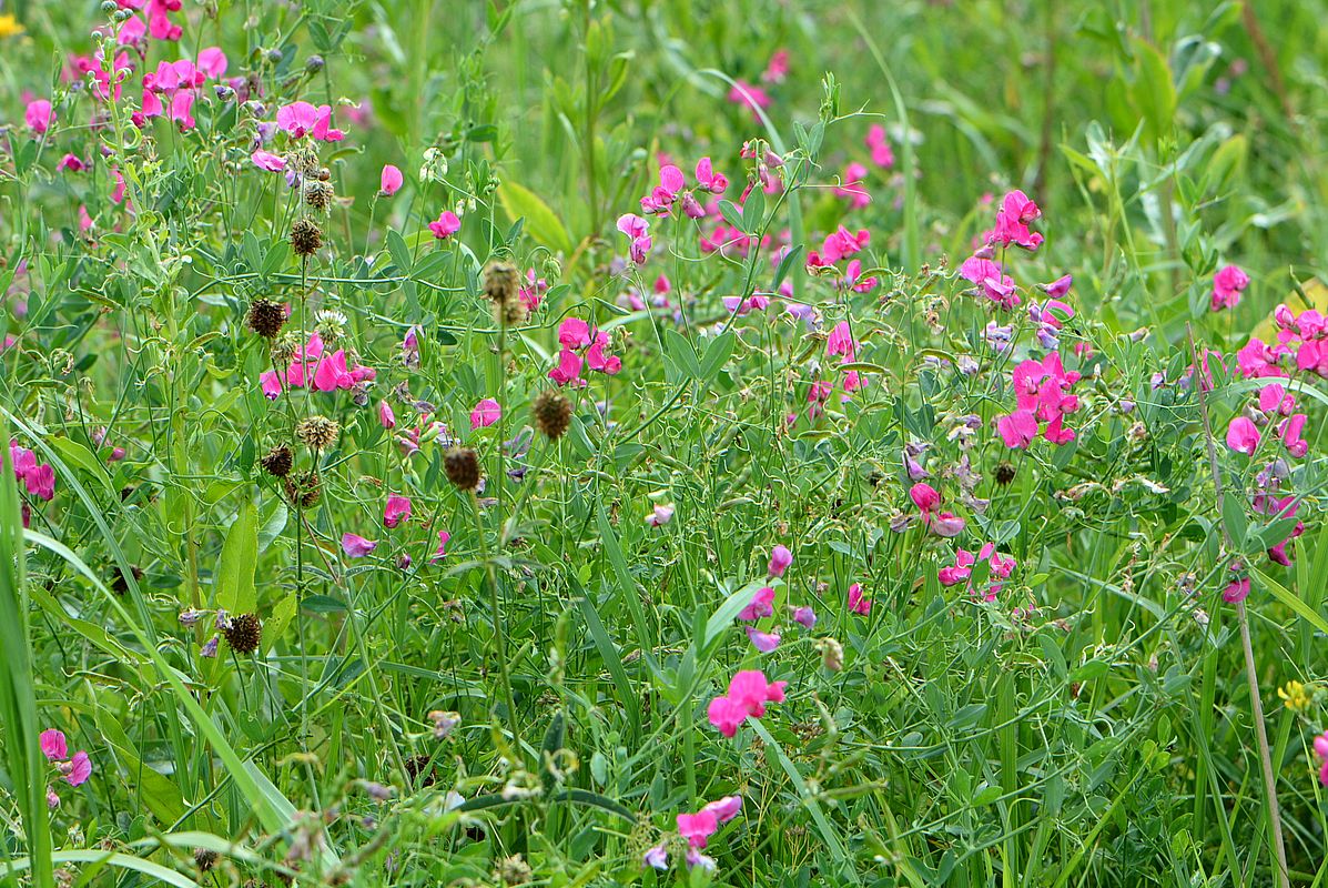 Изображение особи Lathyrus tuberosus.