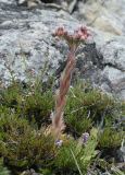 Sempervivum tectorum