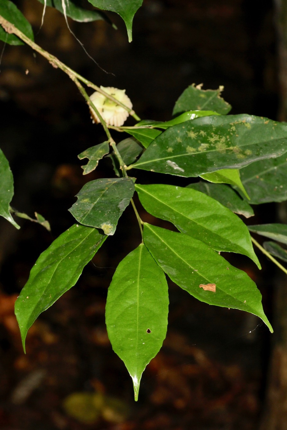 Image of Napoleonaea vogelii specimen.