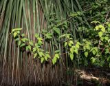 Euphorbia schlechtendalii