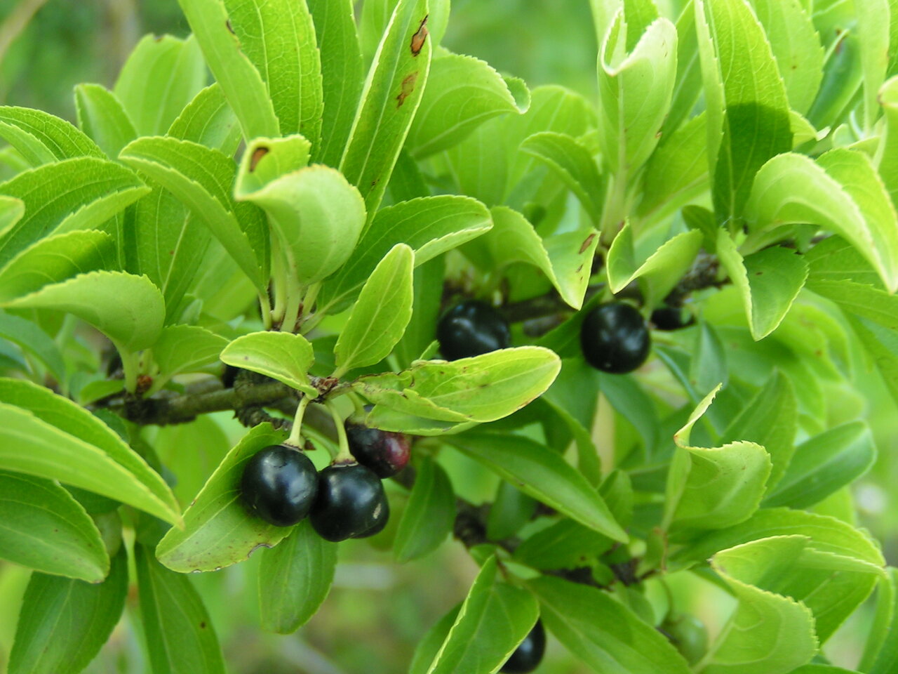 Image of Rhamnus saxatilis specimen.