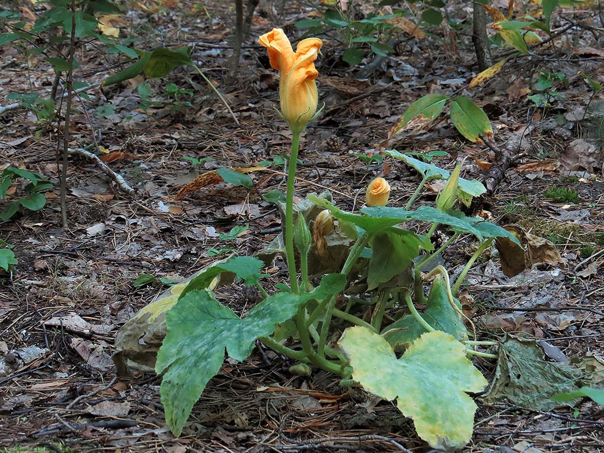 Image of Cucurbita pepo specimen.