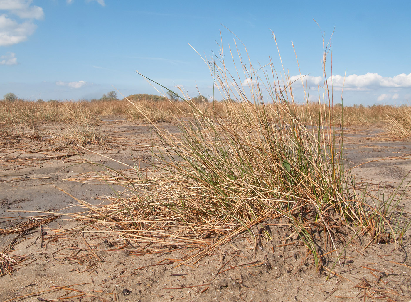 Image of Juncus maritimus specimen.