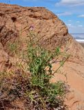Centaurea adpressa