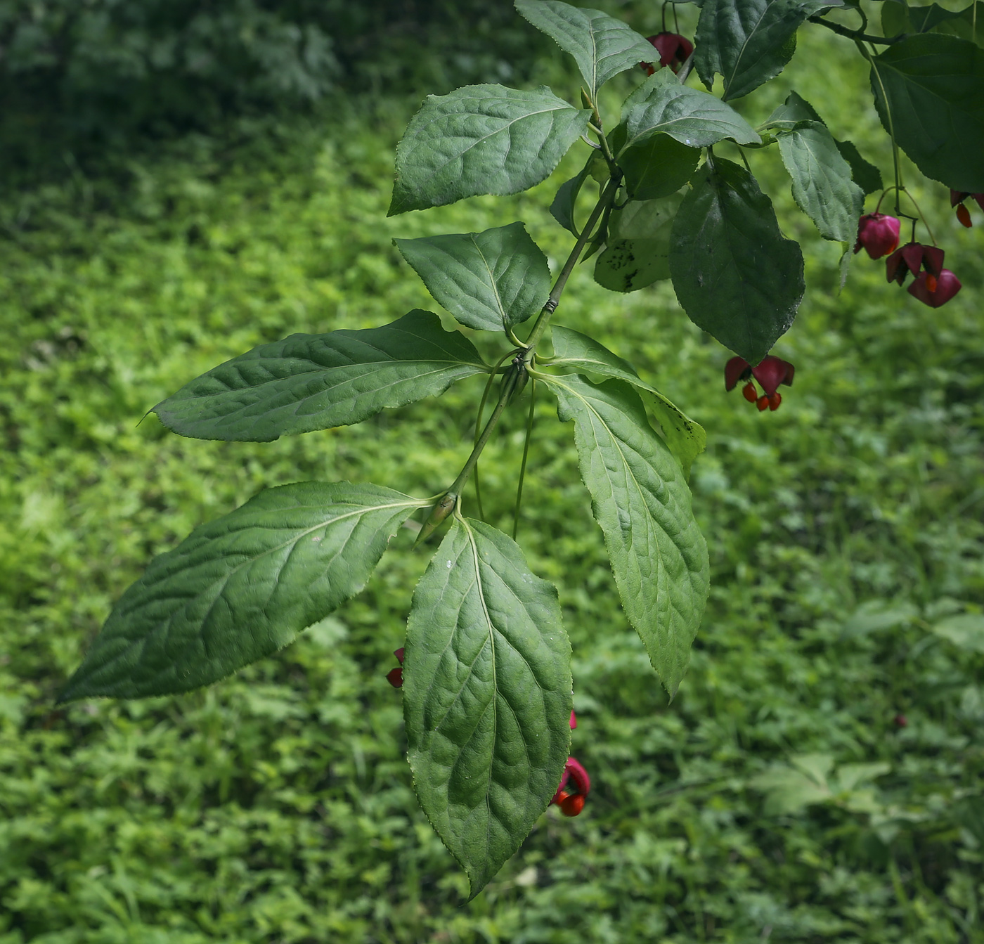 Изображение особи Euonymus maximowiczianus.