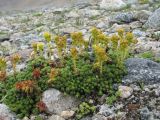 Saxifraga scleropoda. Цветущее и плодоносящее растение. Кабардино-Балкария, Эльбрусский р-н, долина р. Ирикчат, ок. 3100 м н.у.м., альпийская пустошь. 06.07.2020.