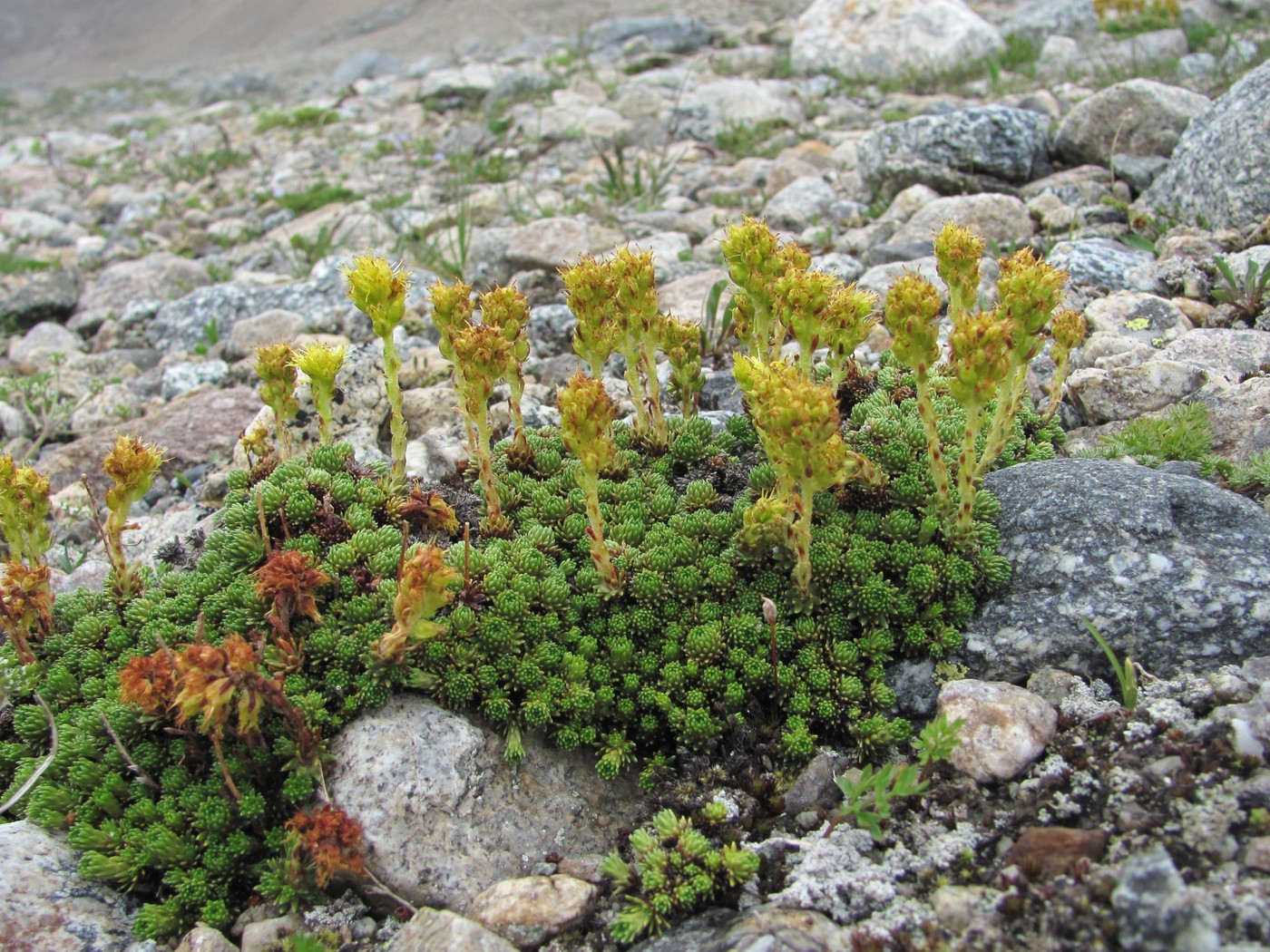 Изображение особи Saxifraga scleropoda.