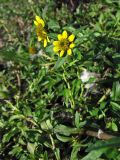 Bidens cernua variety radiata. Верхушка цветущего растения. Нидерланды, провинция Drenthe, Spijkerboor, берег реки Хунзе. 13 сентября 2008 г.