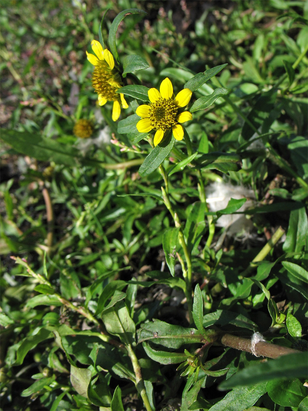 Изображение особи Bidens cernua var. radiata.