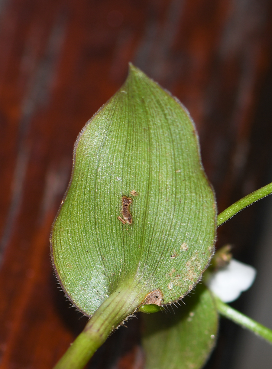 Изображение особи Callisia gracilis.