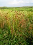 Juncus effusus. Плодоносящее растение на влажном лугу. Украина, Волынская обл., Ратновский р-н, юго-западные окрестности с. Окачево, левый берег р. Припять. 29 июля 2010 г.