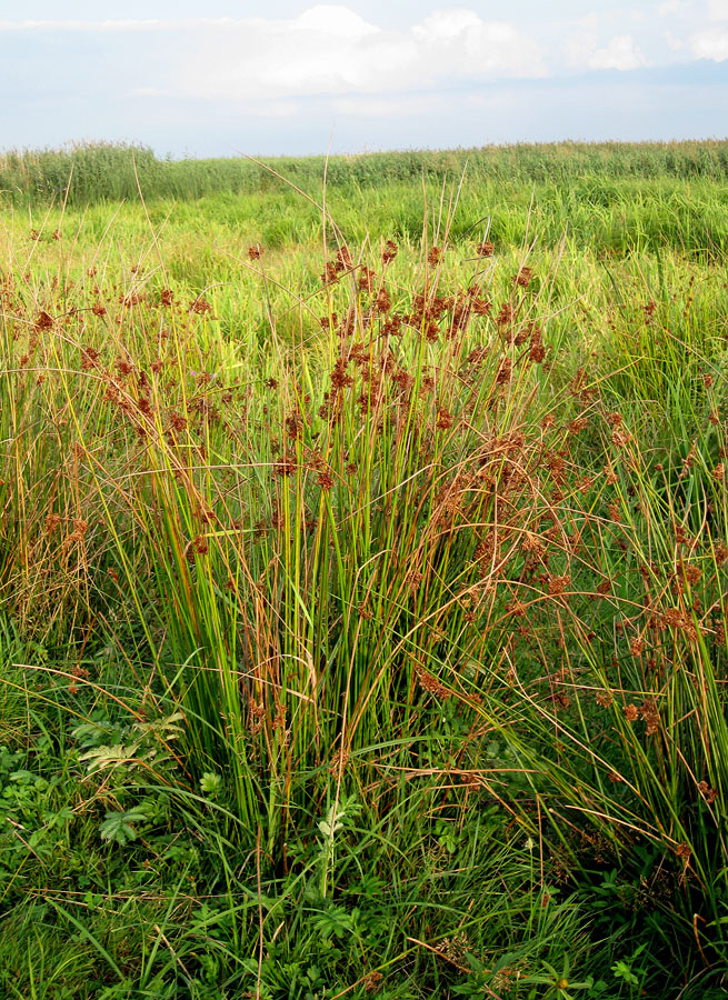 Изображение особи Juncus effusus.