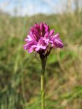 Anacamptis pyramidalis. Соцветие. Нидерланды, провинция Северная Голландия, Wijk aan Zee, заказник \"Noordhollands duinreservaat\", зарастающая приморская дюна. 5 июля 2008 г.