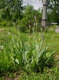 Iris nyaradyana. Зацветающие растения. Пермский край, пос. Юго-Камский, частное подворье. 30 мая 2020 г.