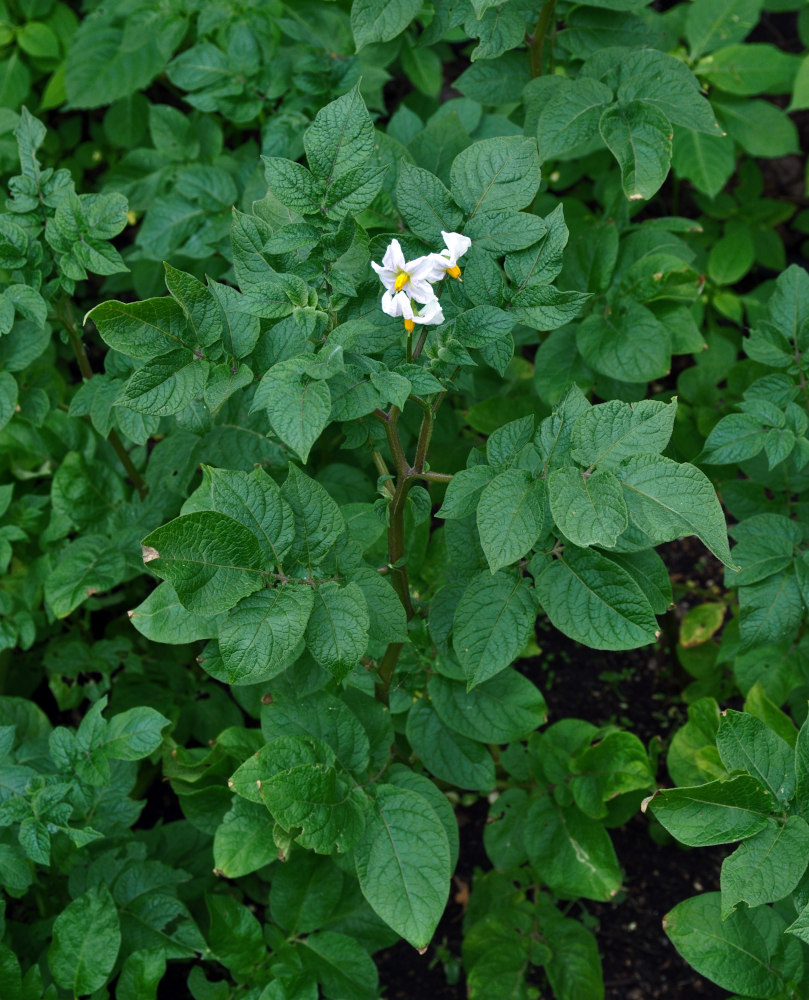 Изображение особи Solanum tuberosum.