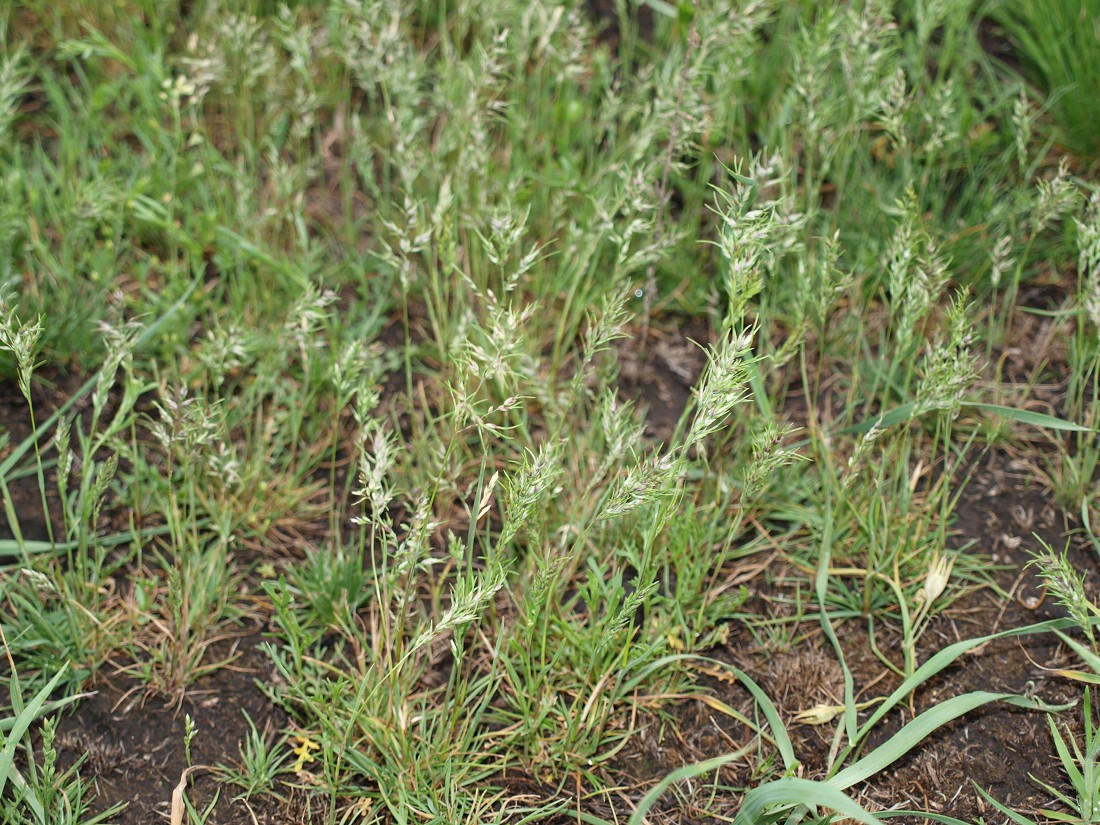 Изображение особи Poa bulbosa ssp. vivipara.