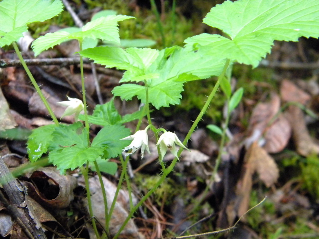 Image of Rubus humulifolius specimen.