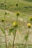 Astragalus ponticus