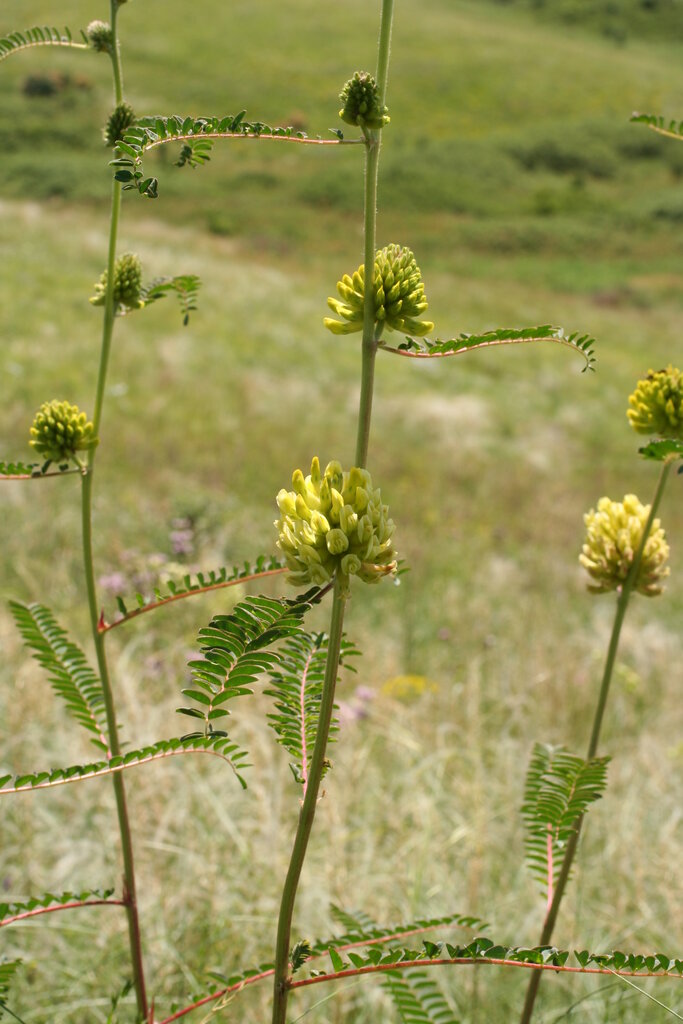 Image of Astragalus ponticus specimen.