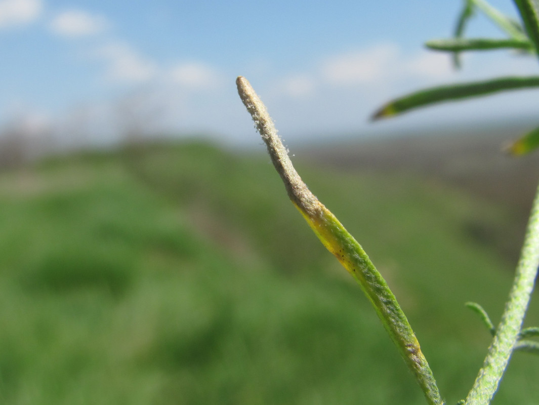 Изображение особи Meniocus linifolius.