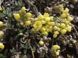 Alyssum cacuminum