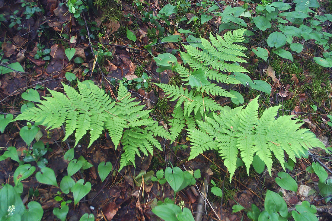 Image of Dryopteris expansa specimen.