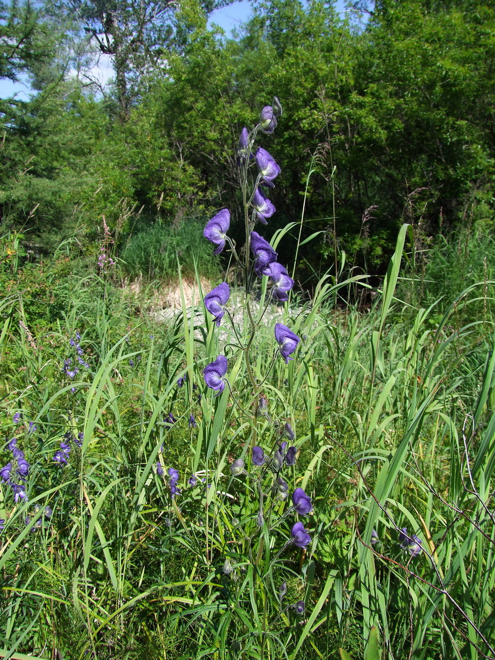 Изображение особи Aconitum delphiniifolium.