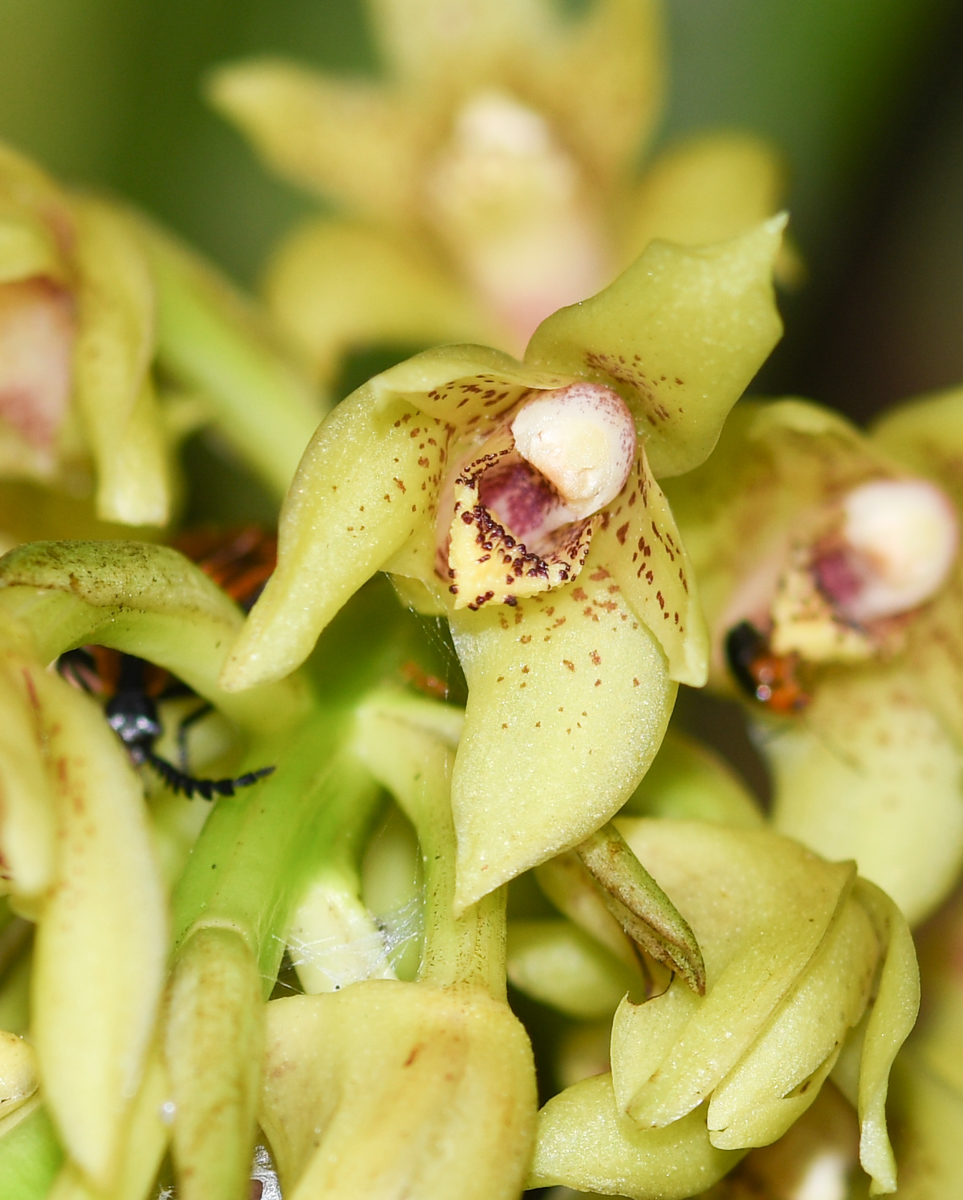 Image of familia Orchidaceae specimen.