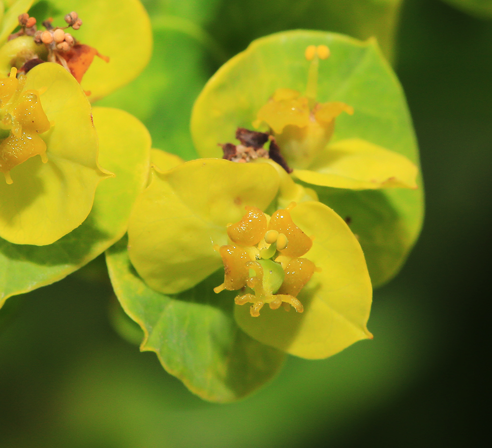 Изображение особи Euphorbia mandshurica.