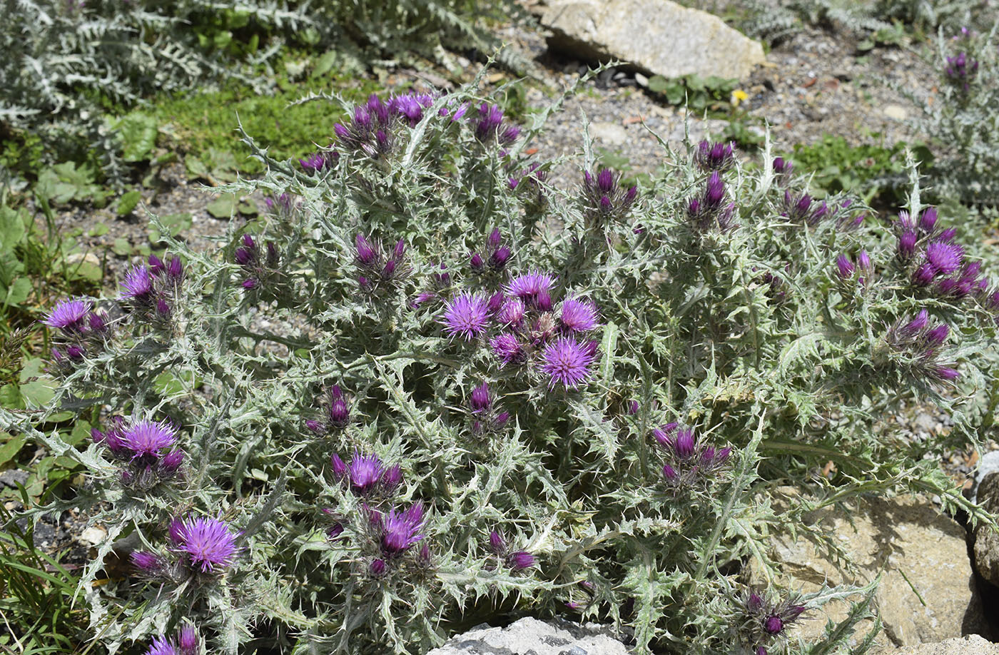 Изображение особи Carduus carlinoides.