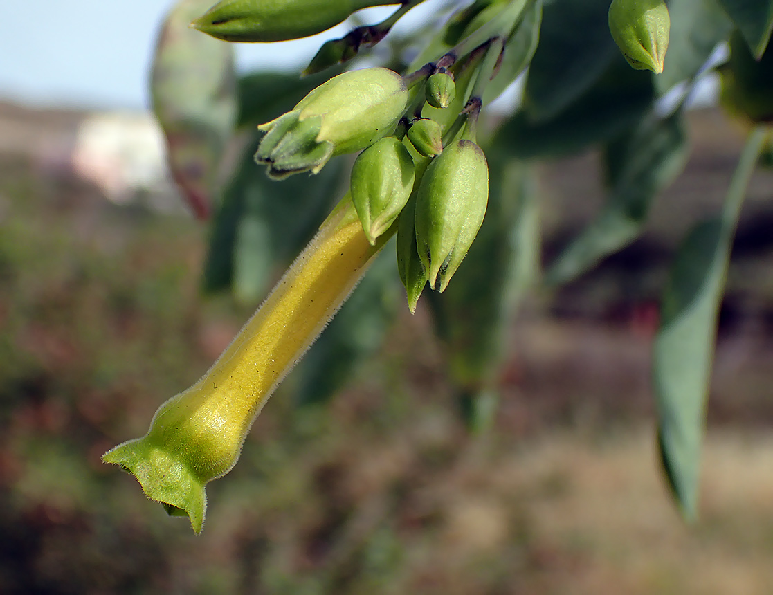 Изображение особи Nicotiana glauca.