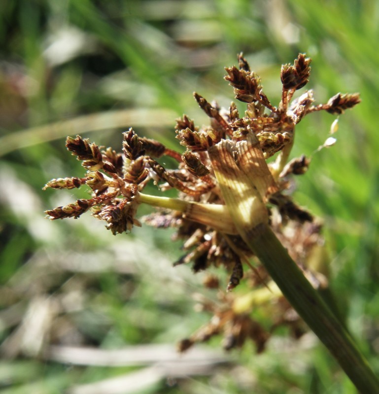 Image of Cyperus fuscus specimen.