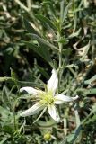 Peganum harmala