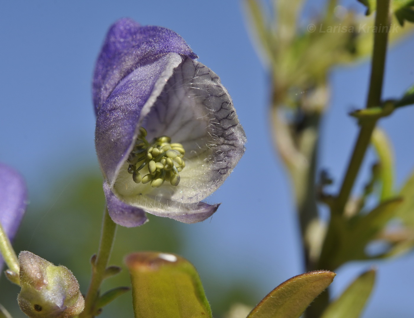 Image of Aconitum macrorhynchum specimen.