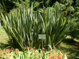 Phormium tenax. Вегетирующие растения. Абхазия, г. Сухум, Сухумский ботанический сад, в культуре. Июль 2021 г.