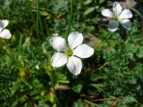 Parnassia laxmannii