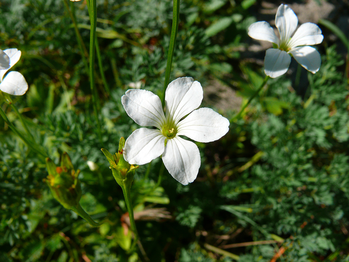 Image of Parnassia laxmannii specimen.